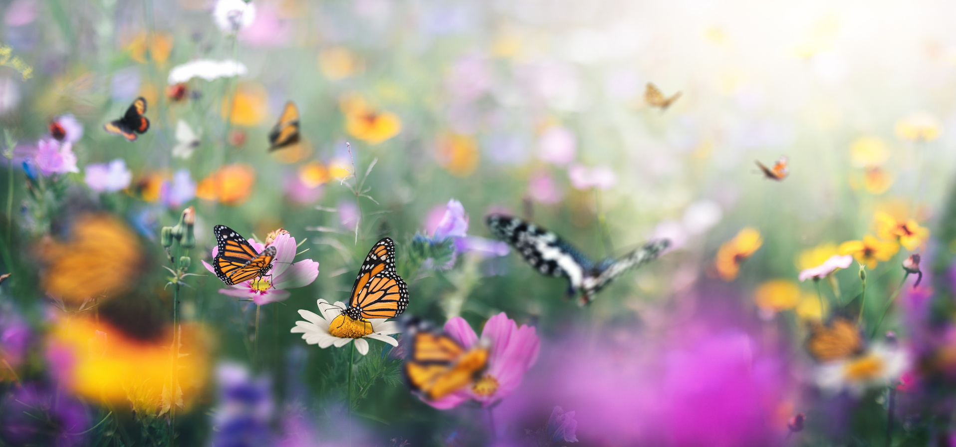 Idyllic Panoramic Meadow With Butterflies